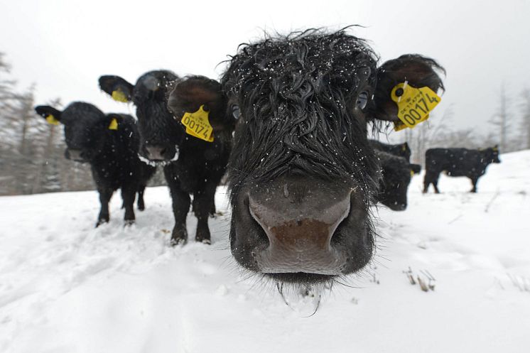 Svanninge Bjerge Welsh Black kvæget