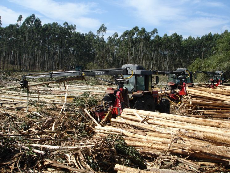 Eucalyptus trees in Brazil.