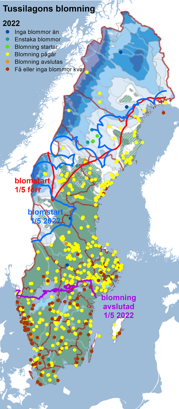 tussilago2022snö