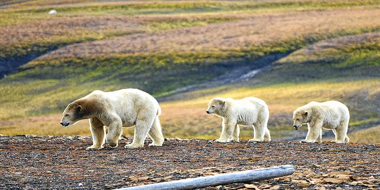 Complete-Spitsbergen-Expedition_Illustration-Photo_Edge-Island©Rigmor-Sand