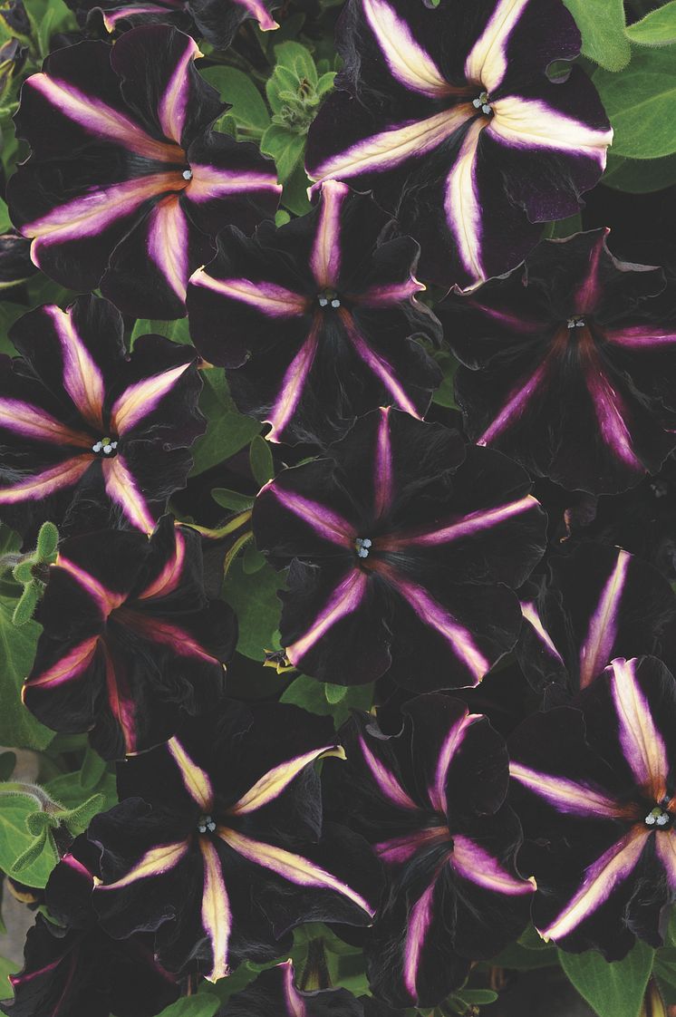 Petunia ’Merlin’