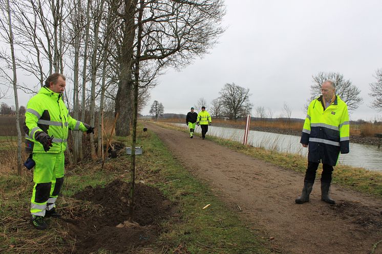 Pressbild - Extraplantering vid Göta kanals trädallé - bild 4