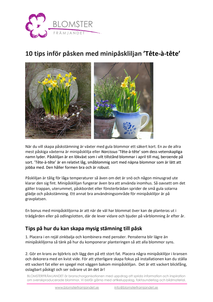 ​10 tips inför påsken med minipåskliljan ’Tête-à-tête’