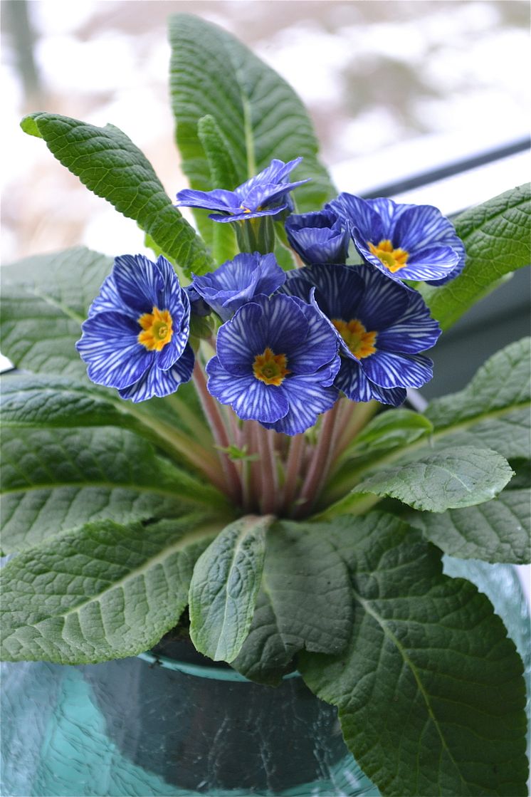 Primula 'Delft/Zebra Blue'