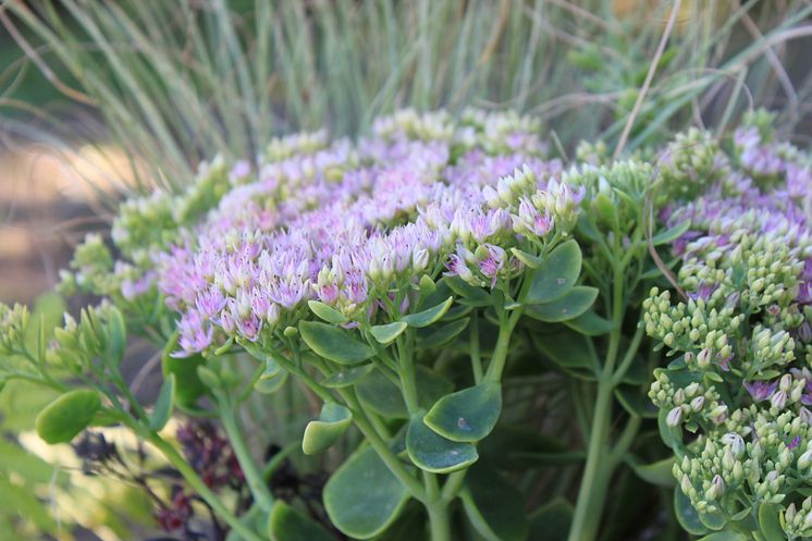 Kinesisk kärleksört, Hylotelephium spectabile 'Granlunda' vårnyhet 2014, Blomsterlandet