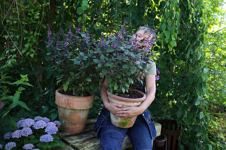 Årets Sommarblomma 2025 Annika Christensen Blomsterbasilika Magic Salvia foto SydGrönt (2).jpg