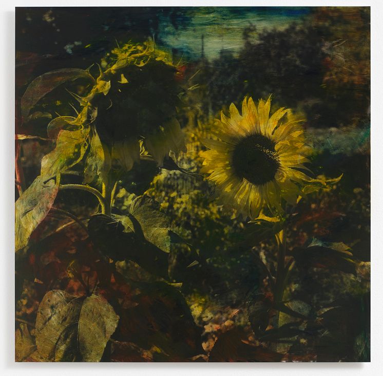 Erik Steffensen, Sunflowers IV, 2024