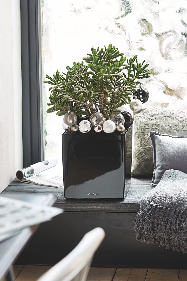 Ein CUBE Glossy mit Crassula-Weihnachtsbaum