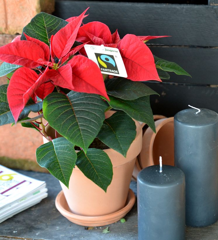 Första Fairtrade-märkta Julstjärnan i Sverige