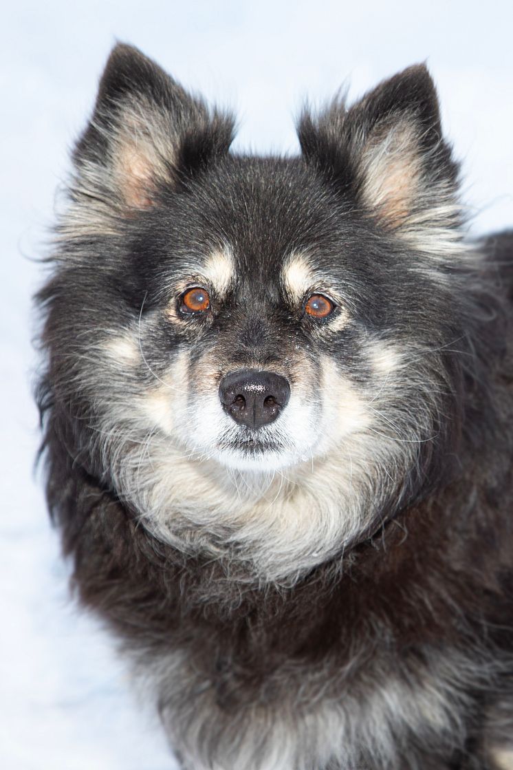 Årets bragdhund 2023 Saiva Foto Yvonne Ekholm