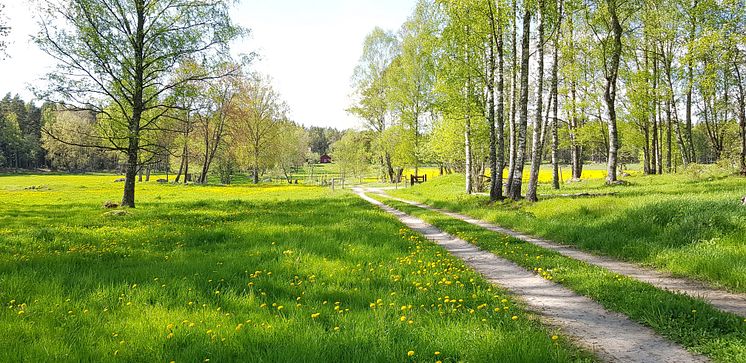 Omgivning i Ässkog_foto_orebro_kommun_1