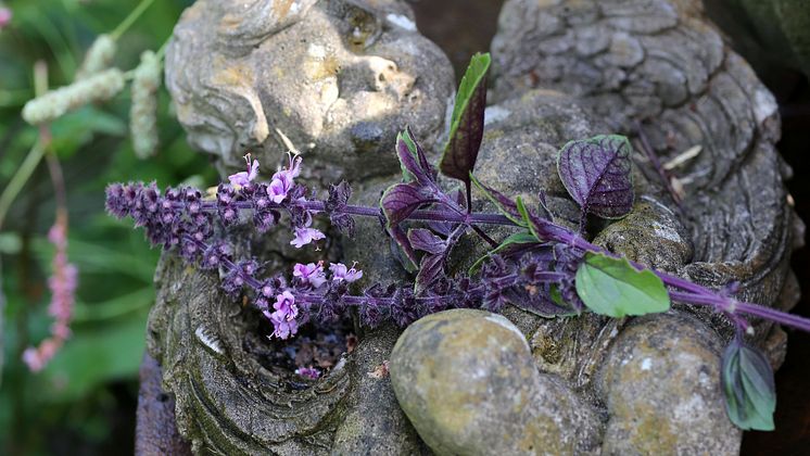 Årets Sommarblomma 2025 61 Blomsterbasilika Magic Klippt ängelns famn foto annikasnaturligating 16-9.jpg