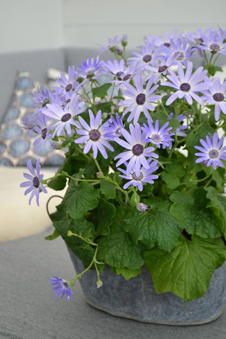 Cineraria lyser upp i uterummet