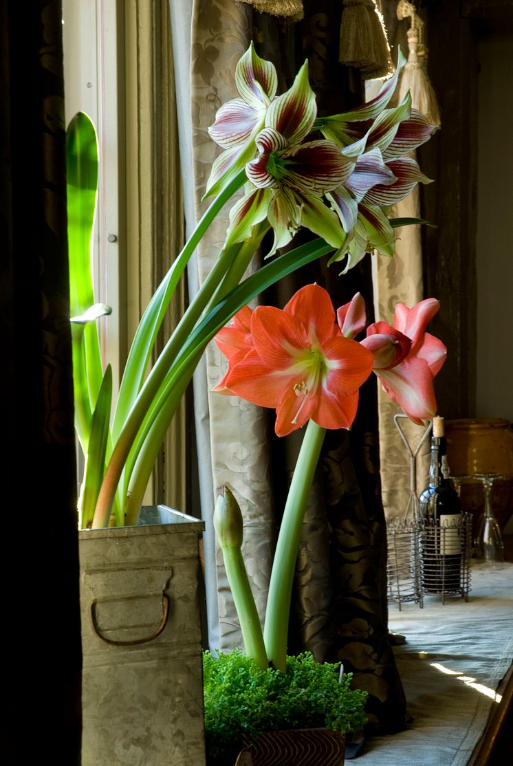 Amaryllis, olika färger tillsammans