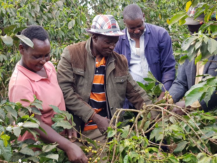 Kaffefarm i Kenya