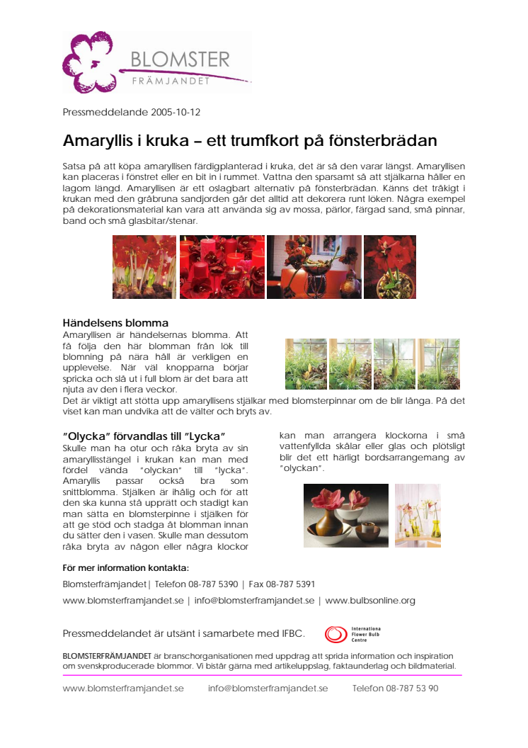 Amaryllis i kruka - trumfkort på fönsterbrädan