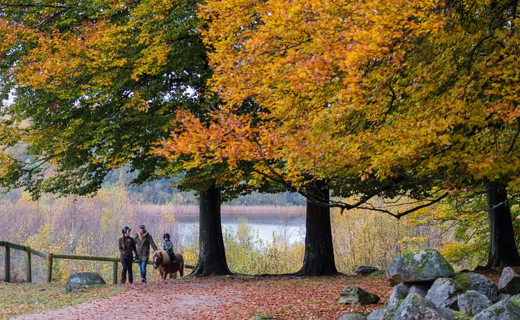 Ponnyridning i höstpark