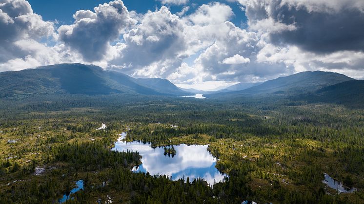 230809-P-LandscapeDronePhoto-MistyForest-CA-LukasDuernegger8