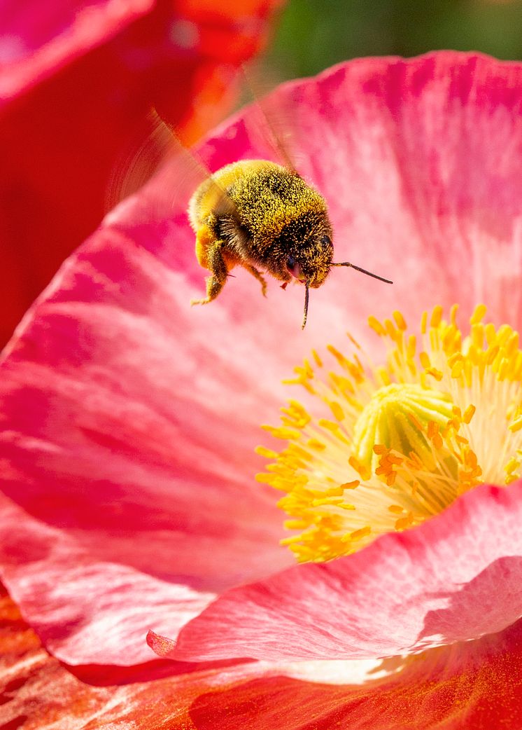 Humla Pollinera Sverige