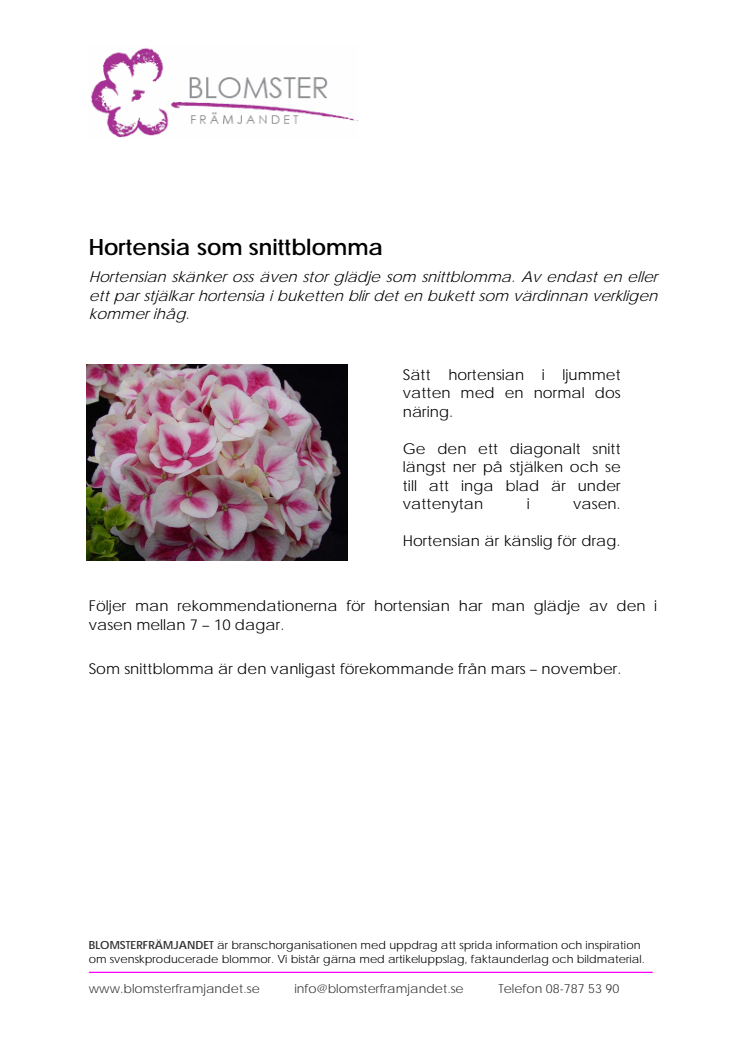 Hortensia som snittblomma