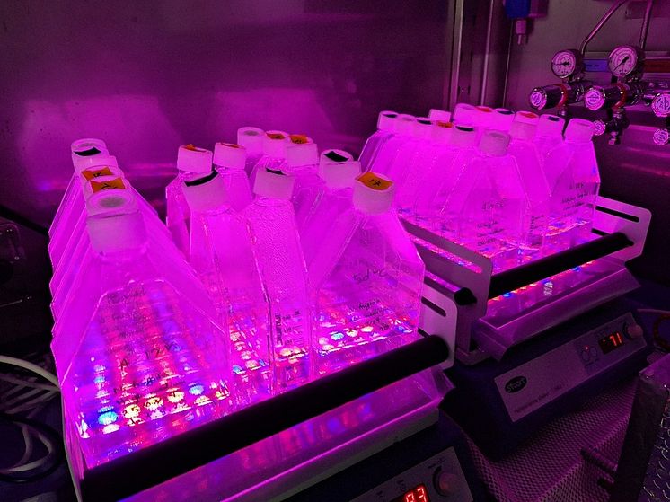 Experiments to study the effect of nutrient limitation on ice algae growth