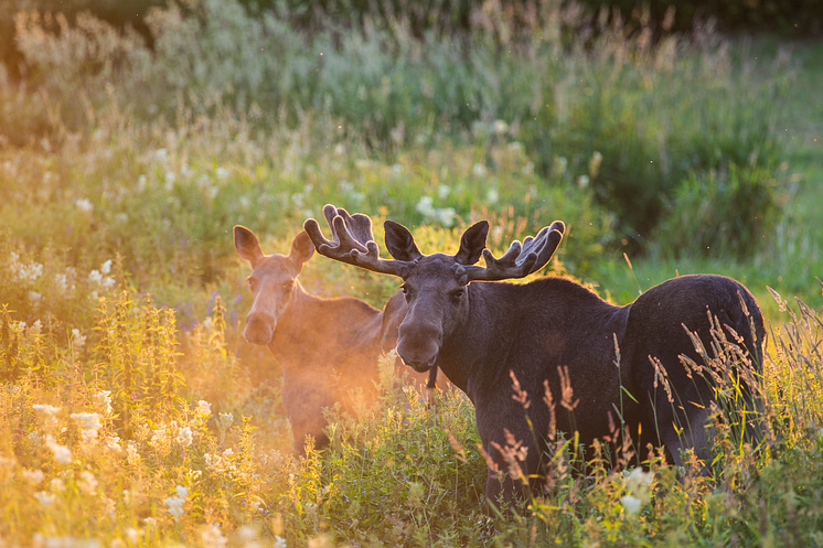 online-Two Moose -Torbjørn Martinsen - VisitNorway.com (1).png