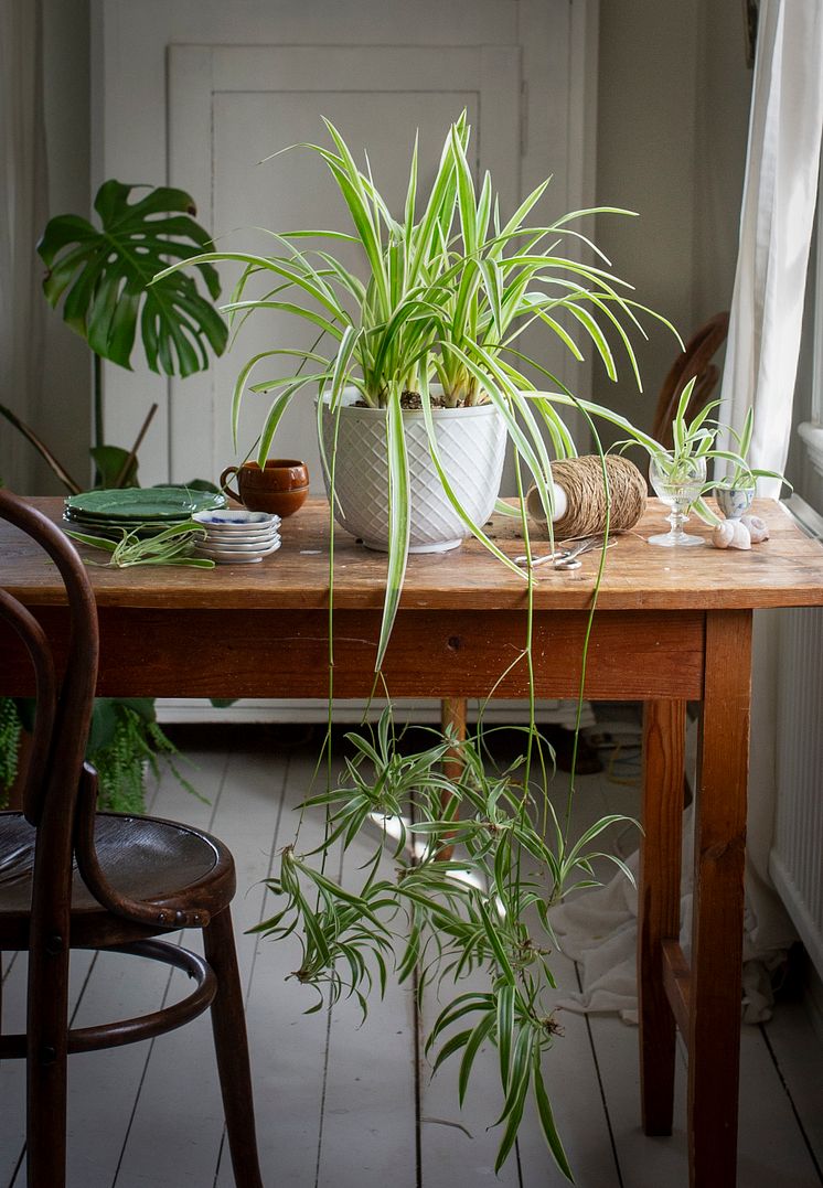 Gröna Krukväxter_Chlorophytum variegata_amellilja.jpg