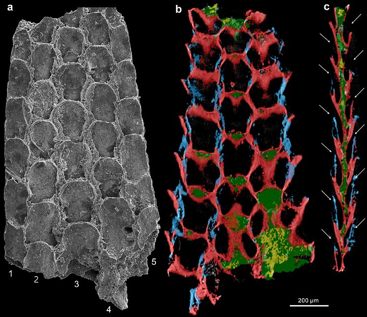 Bryozoa 2 Zhiliang Zhang.jpg