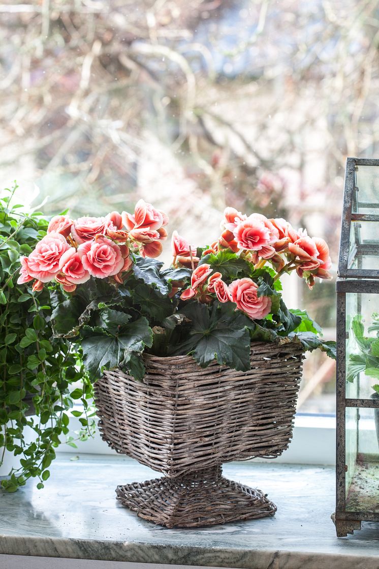 Vår på fönsterbrädan med begonia