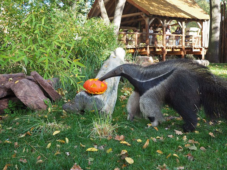 Zoo Leipzig: Halloween in Südamerika