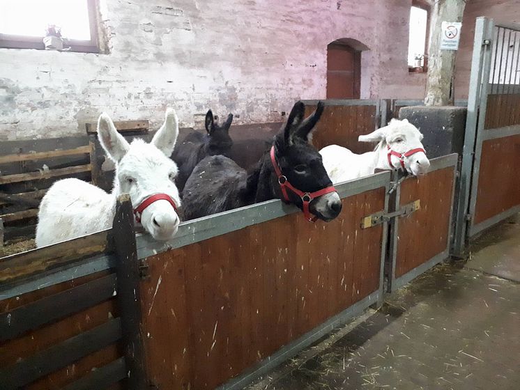 Für ein starkes Bärenherz: Klostergut Mößlitz richtet Weihnachten im Stall aus