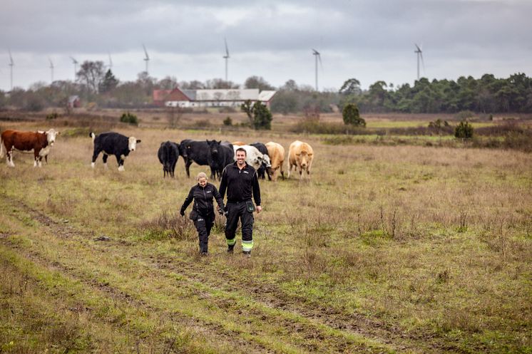 Erik Levander och Maria Eriksson på Bols Gård i Havdhem på södra Gotland deltar i Smak av Gotlands projekt Fossilfritt kött.