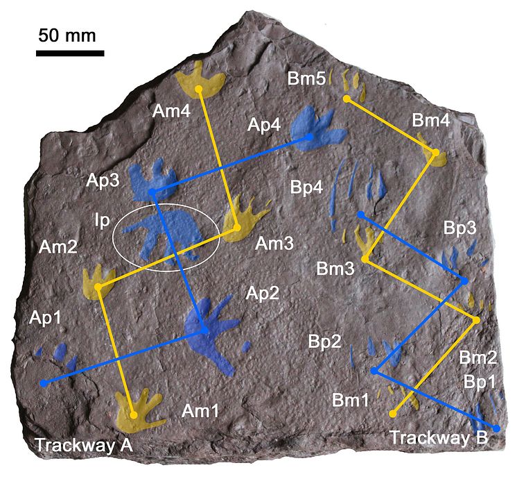 Reptile tracks