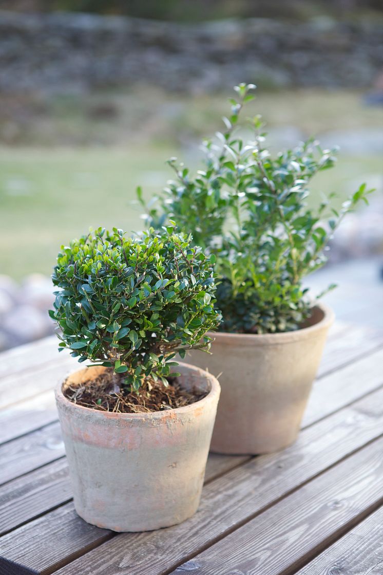 Ilex crenata 'Dark Green'