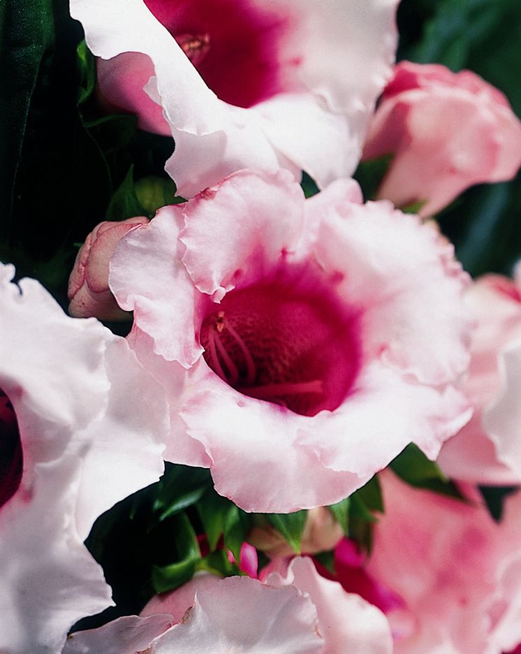 Gloxinia