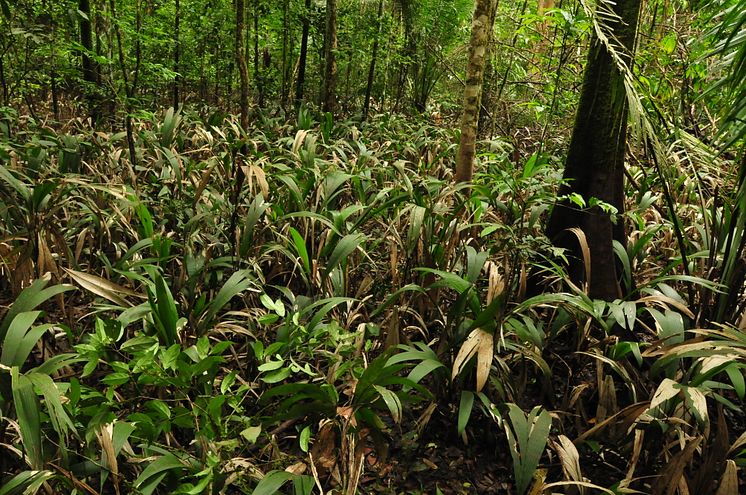 Palmarten Bactris bifida i Amazonas, en av palmerna som kartlagts.