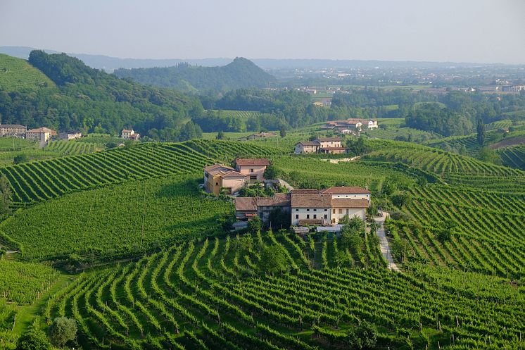 Vinodling i Valdobbiadene