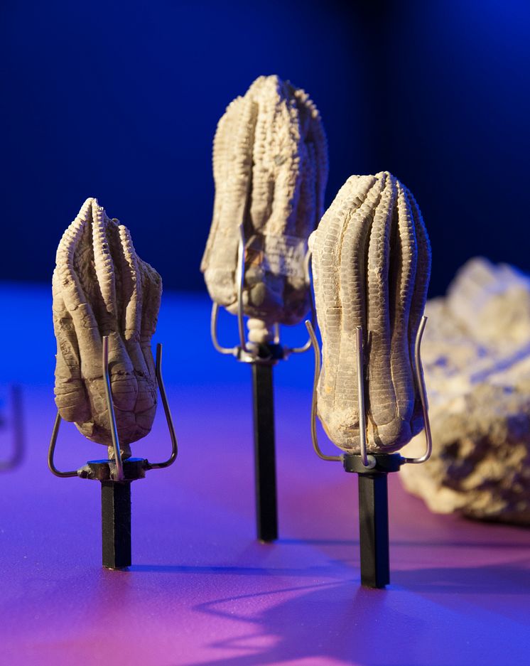 Fossil och evolution: Tidsperioden trias (sjöliljor fossil) 