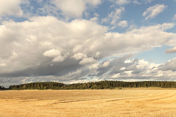 Swedish winter wheat field.jpg