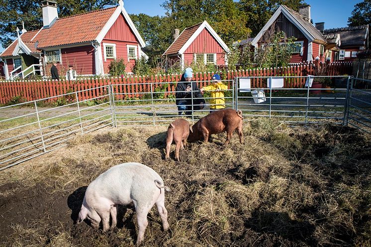 Grisarna från Hamra gård hjälpte till att böka upp nya odlingsytor i Allmogebyn