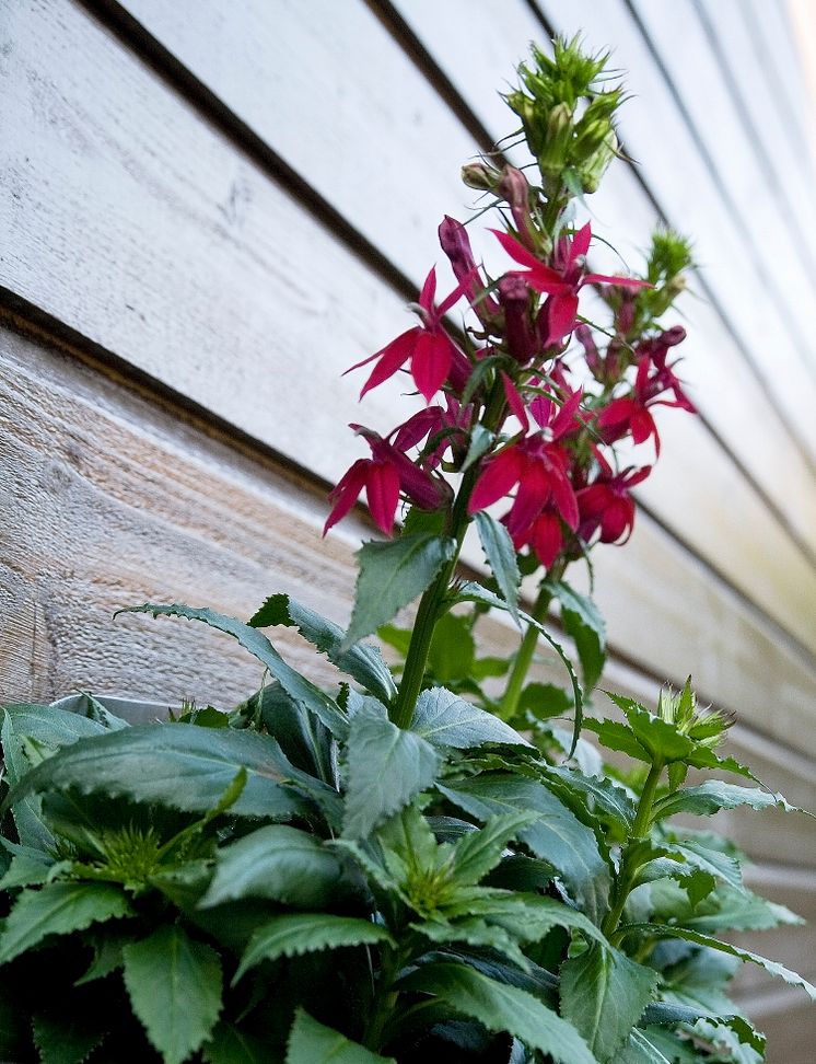 Rabattlobelia -  Lobelia x speciosa