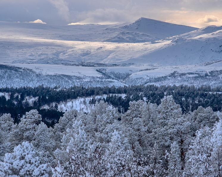 Laponia Fjäll