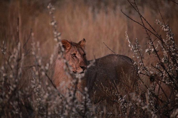 Lejon 2 utanför Etosha Nationalpark i Namibia
