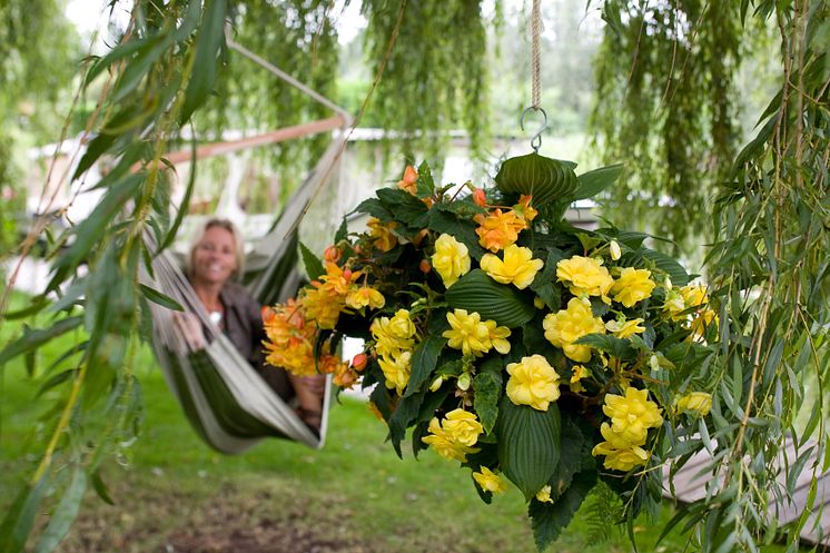 Hängbegonia i en mixampel