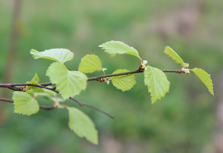 Björkpollen är en vanlig allergi. FRI ANVÄNDNING Foto: Fabian Rimfors/Högskolan Kristianstad