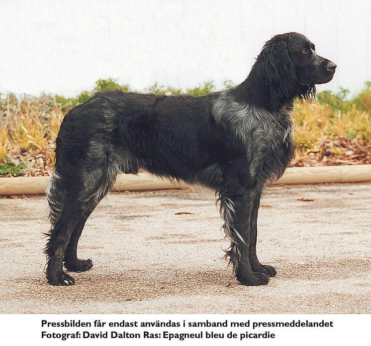 Ovanliga raser på World Dog Show 2008 - épagneul de picardie