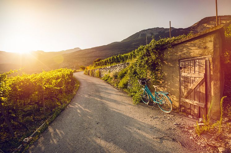 Weinreben im Salgesch, Copyright: Valais Wallis-Promotion, Pascal-Gertschen