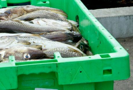HaV höjer tillfälligt torskransoner för att hjälpa fisket i Skåne