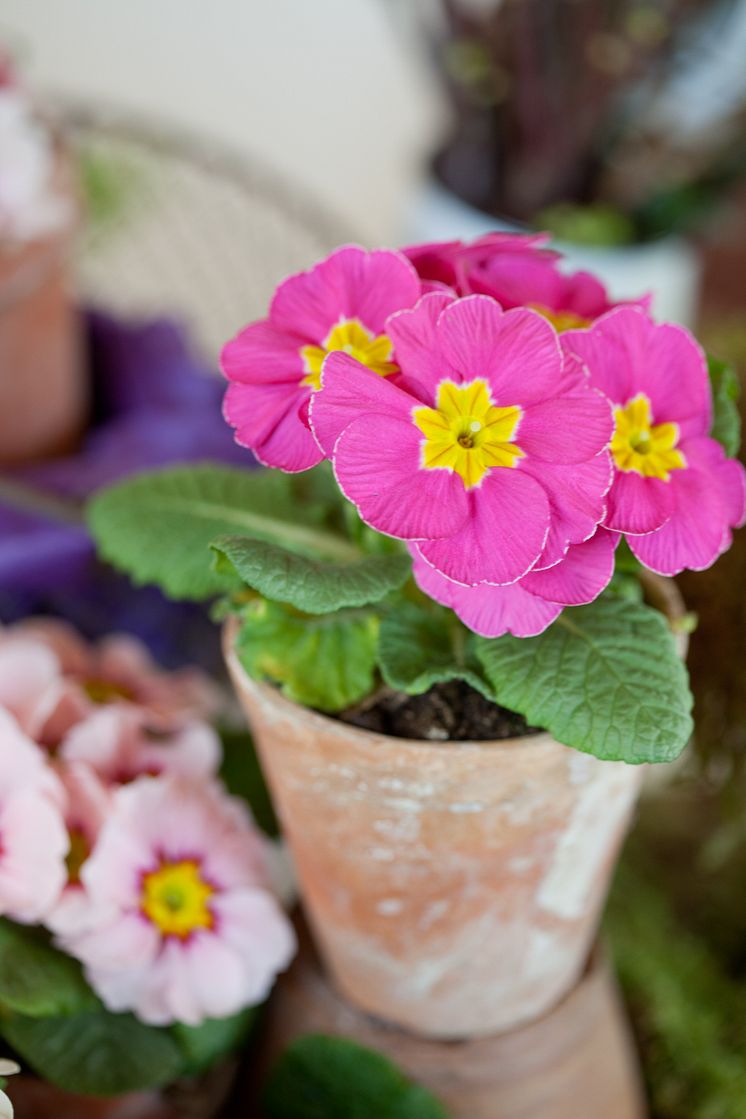 Primula i terrakottakruka