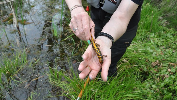 Biologerne på feltarbejde på Sydlolland. Stor vandsalamander fundet i et vandhul nær Errindlev.